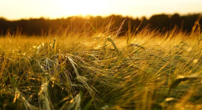 Goldenes Kornfeld im Sonnenuntergang